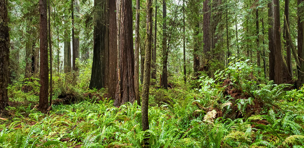 Redwood National Park